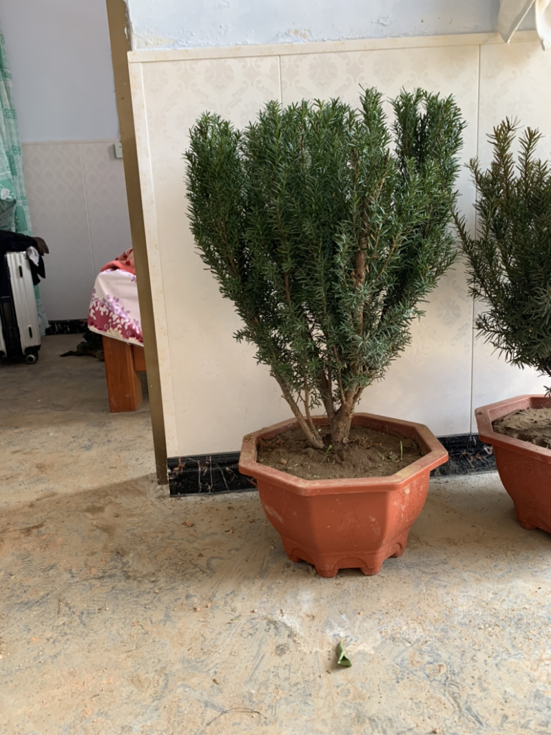 曼地亚红豆杉北方正宗曼地亚基地直发保证品种包活