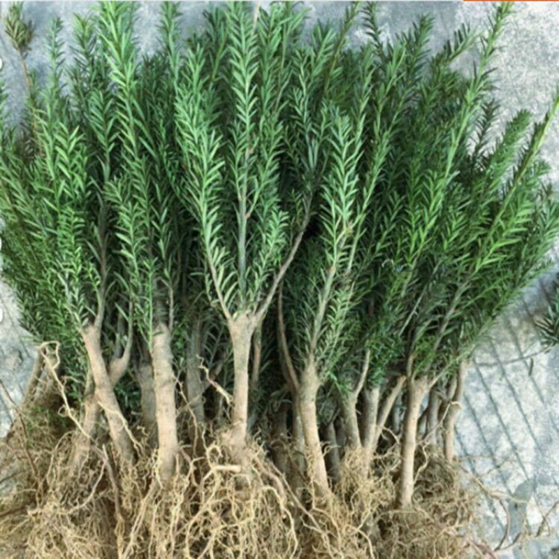 曼地亚红豆杉北方正宗曼地亚基地直发保证品种包活