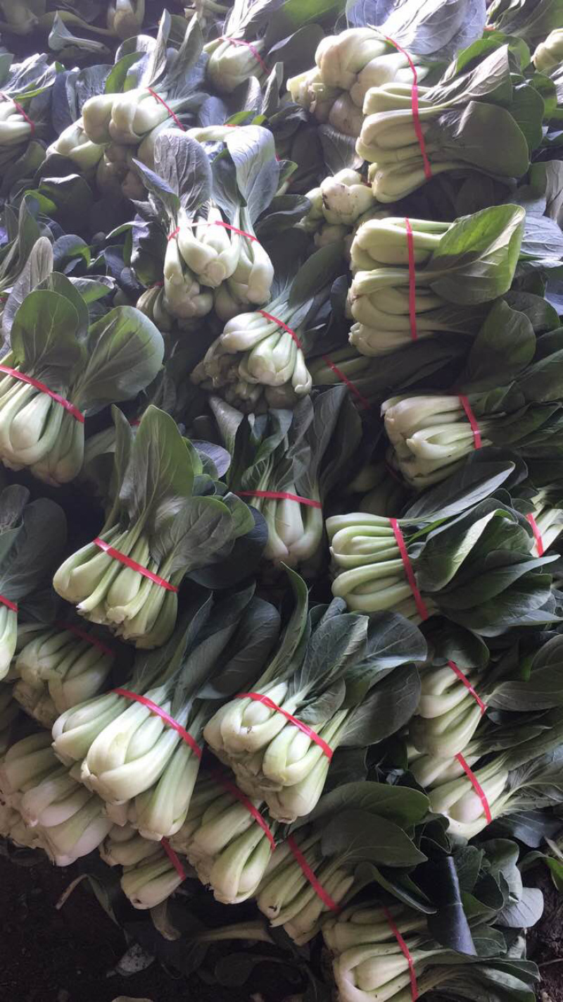 油菜