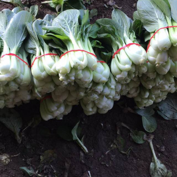油菜