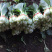 油菜