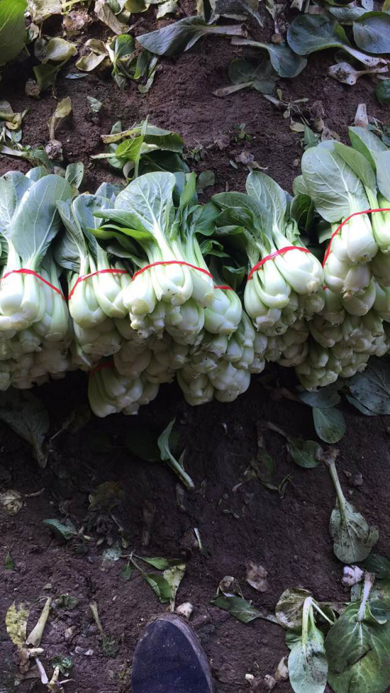 油菜