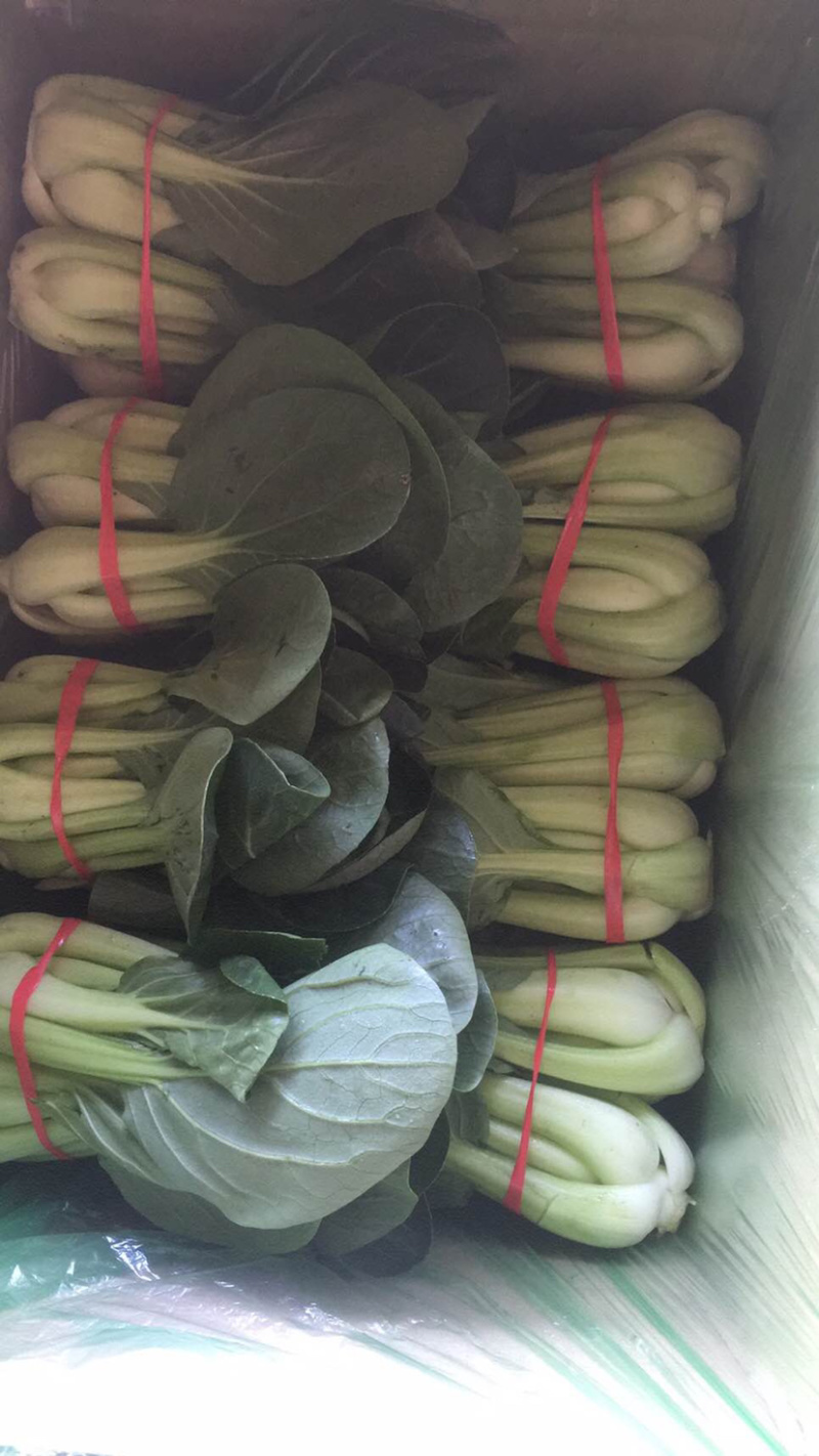 油菜
