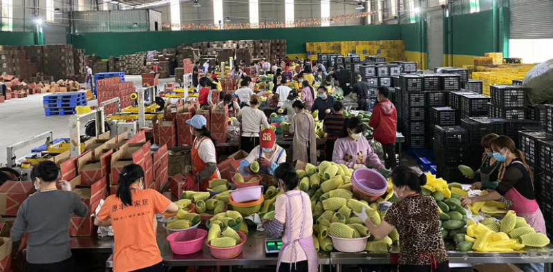 大青芒果越南一级大青芒果大量批发，产地直销，一件代发