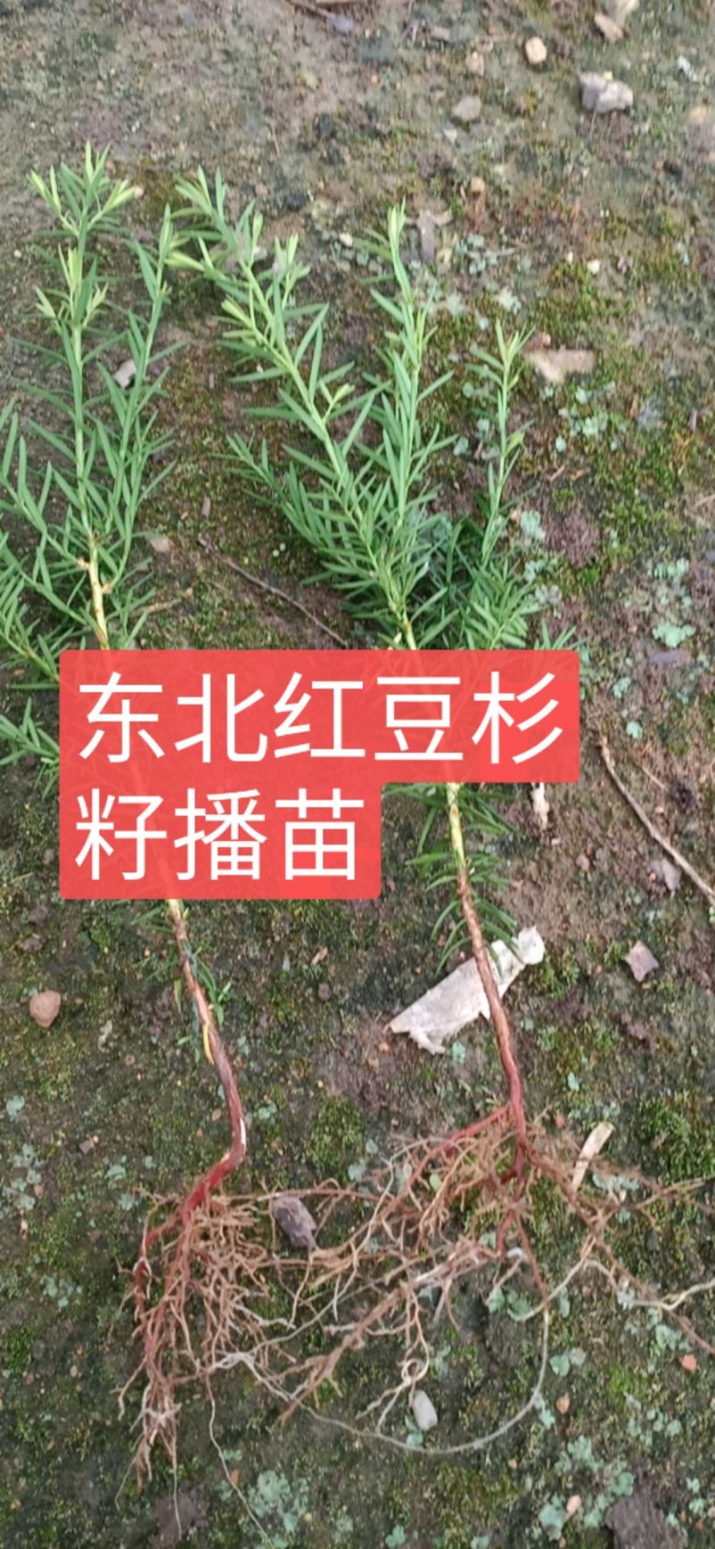 纯东北红豆杉