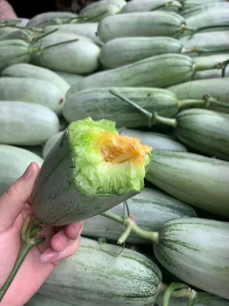 博洋61