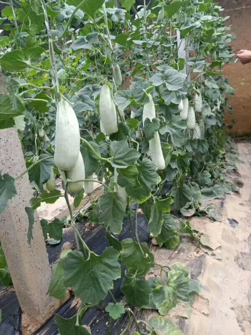 博洋61