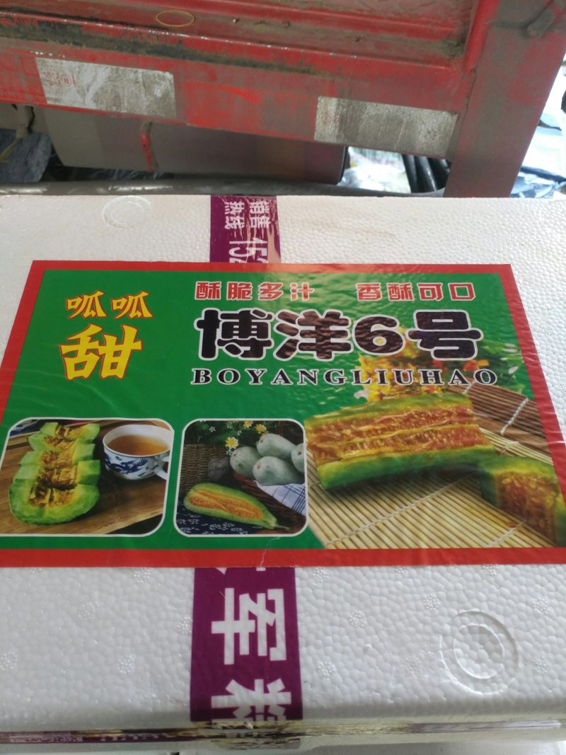 博洋61