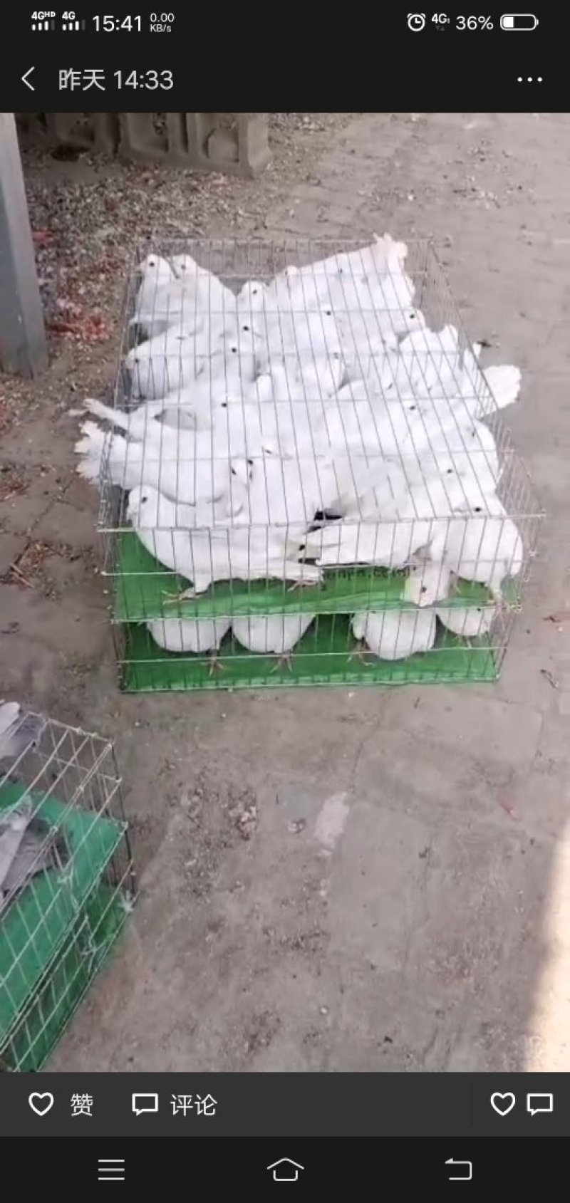 肉鸽大量出售白羽王鸽银王鸽等