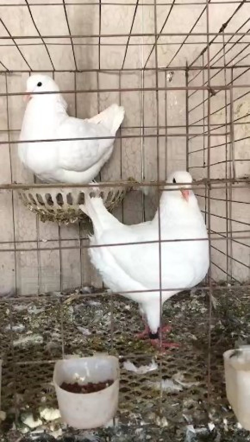 肉鸽大量出售白羽王鸽银王鸽等