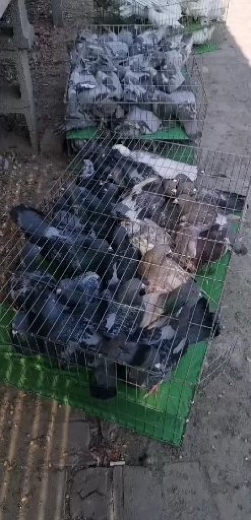 肉鸽大量出售白羽王鸽银王鸽等