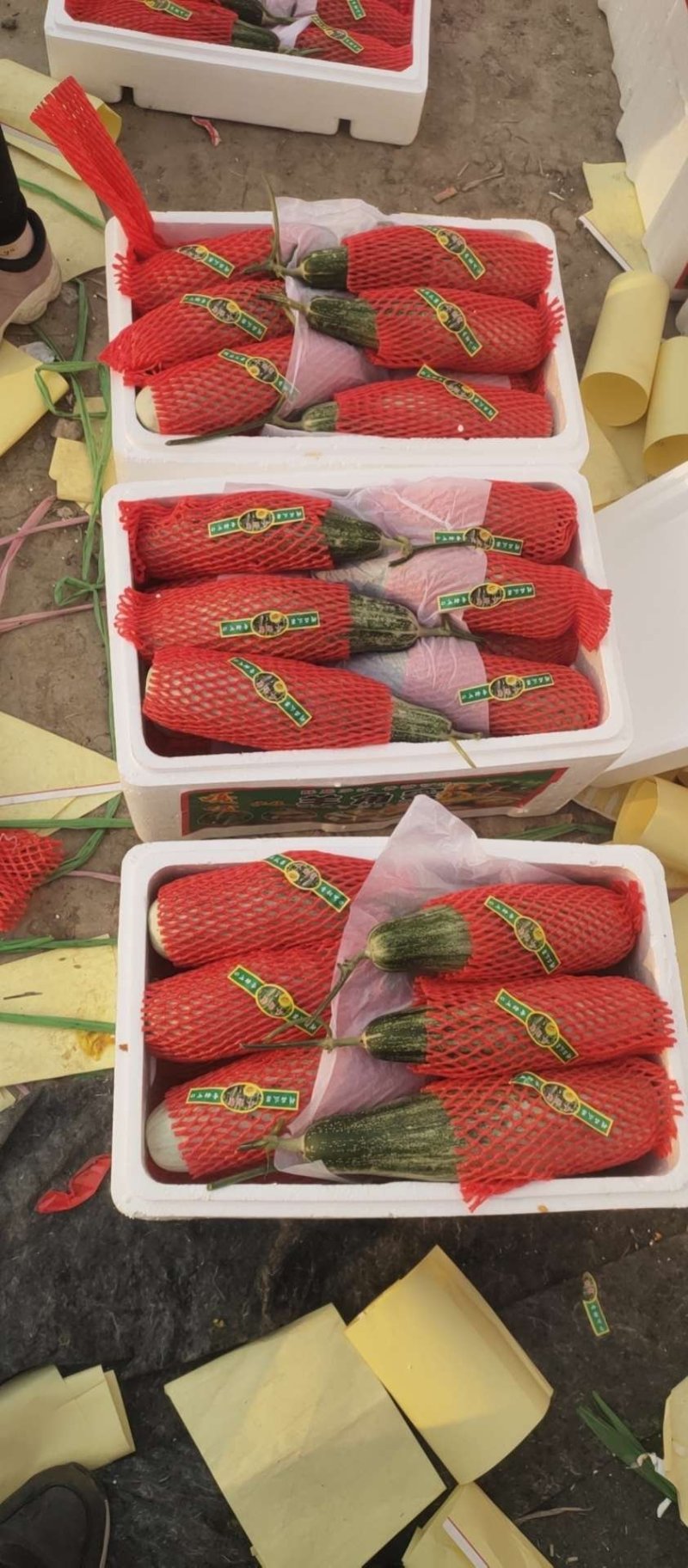 【有好货】山东羊角蜜甜瓜产地一手货源，量大从优现摘现装