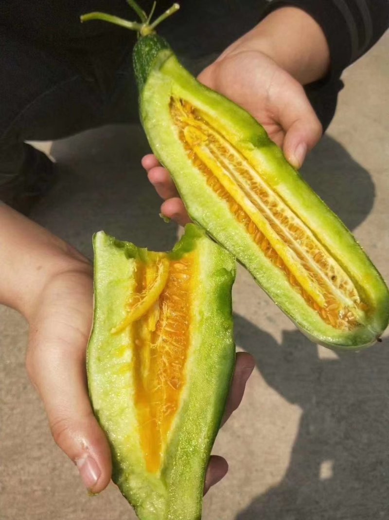 【有好货】山东羊角蜜甜瓜产地一手货源，量大从优现摘现装