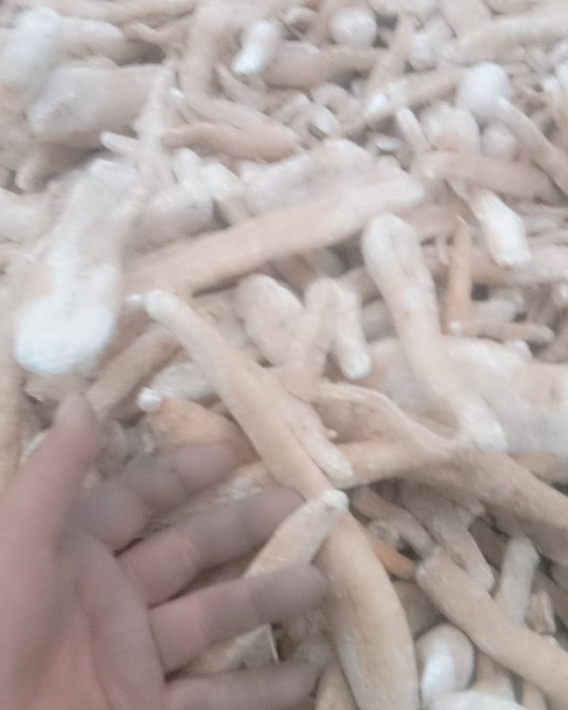 天花粉
