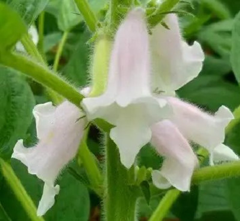 黑芝麻种子早熟高产优质庭院种植含油高黑发滋养大田用种黑胡