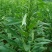 黑芝麻种子早熟高产优质庭院种植含油高黑发滋养大田用种黑胡