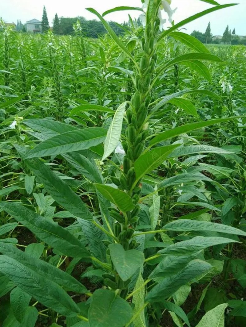 黑芝麻种子早熟高产优质庭院种植含油高黑发滋养大田用种黑胡
