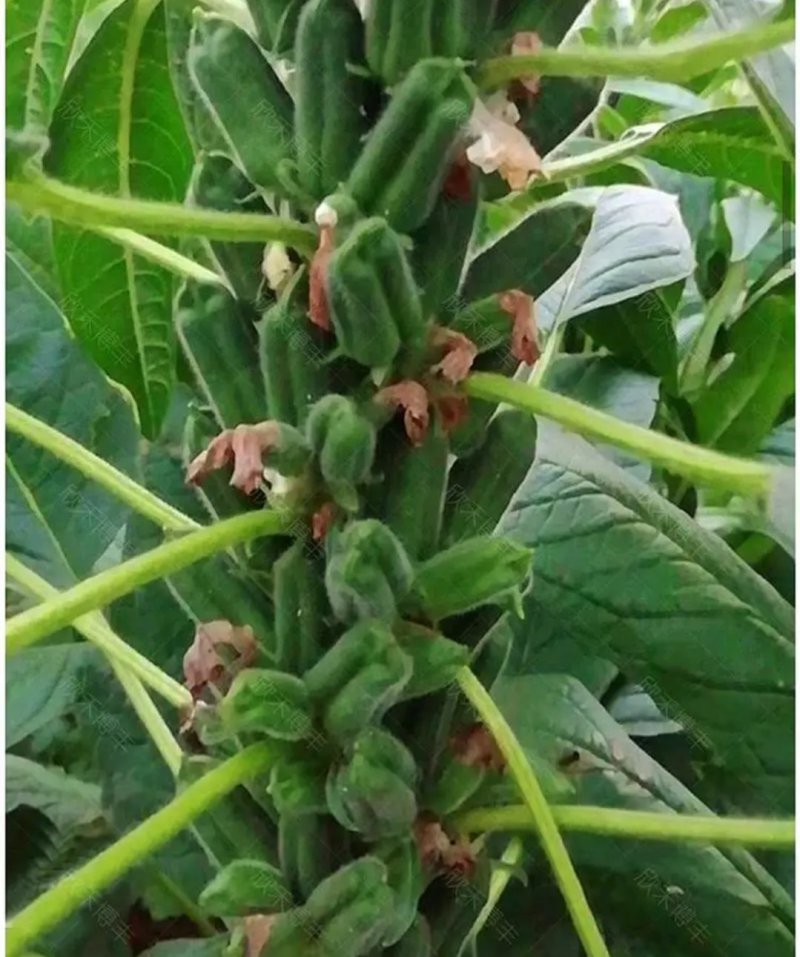 黑芝麻种子早熟高产优质庭院种植含油高黑发滋养大田用种黑胡