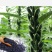 黑芝麻种子早熟高产优质庭院种植含油高黑发滋养大田用种黑胡