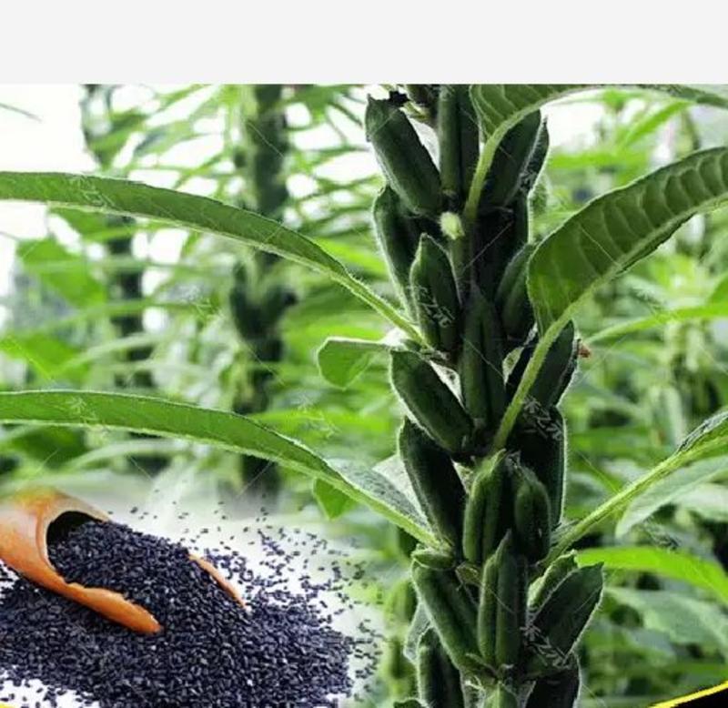 黑芝麻种子早熟高产优质庭院种植含油高黑发滋养大田用种黑胡