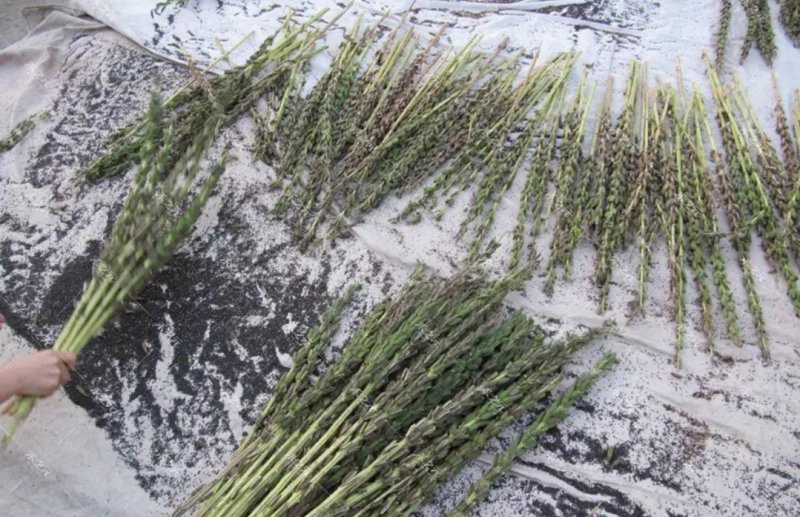 黑芝麻种子早熟高产优质庭院种植含油高黑发滋养大田用种黑胡