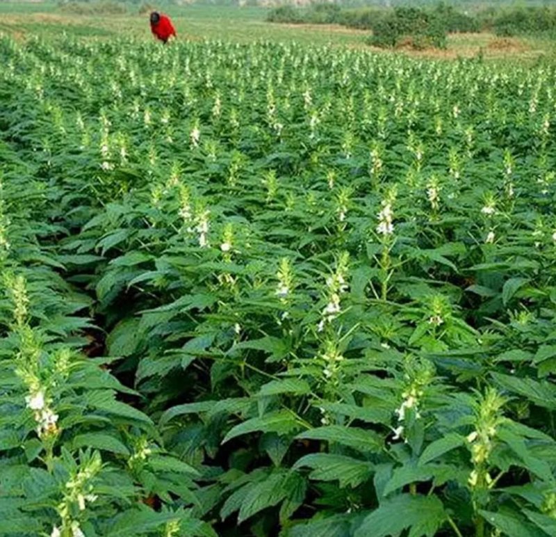 黑芝麻种子早熟高产优质庭院种植含油高黑发滋养大田用种黑胡