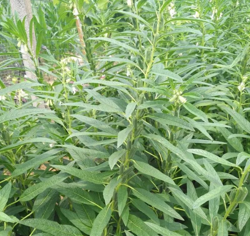 黑芝麻种子早熟高产优质庭院种植含油高黑发滋养大田用种黑胡