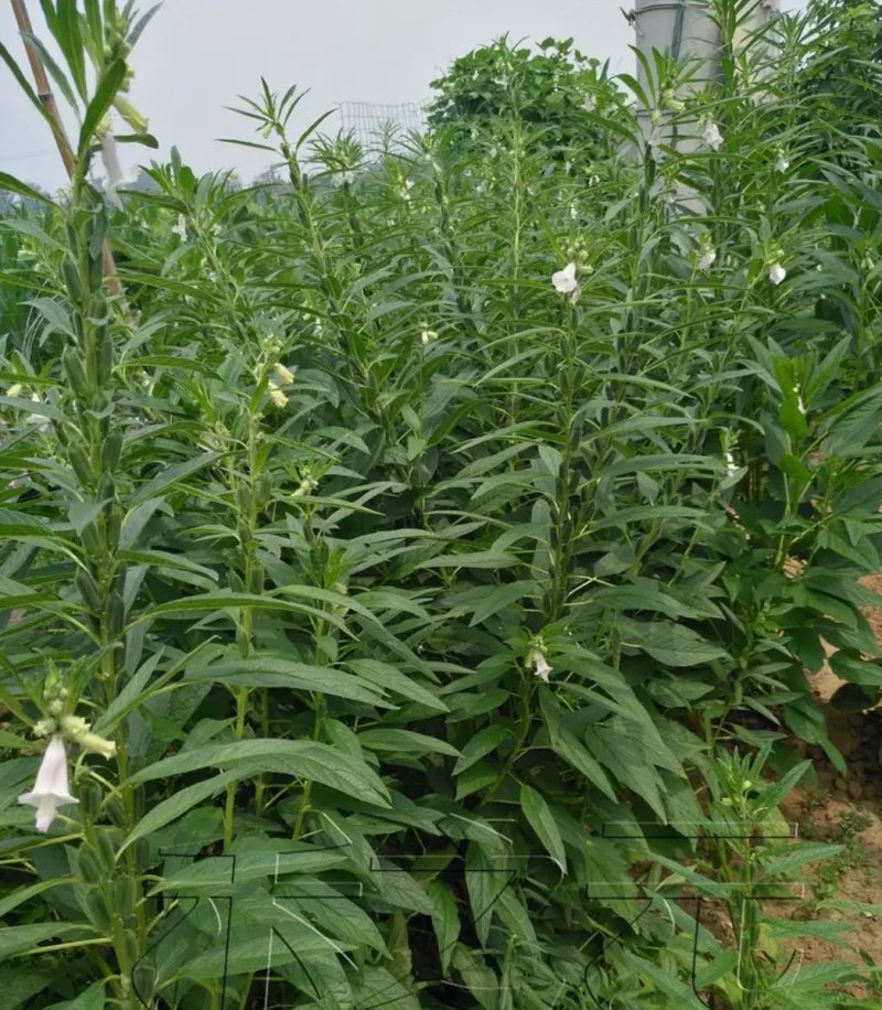 黑芝麻种子早熟高产优质庭院种植含油高黑发滋养大田用种黑胡