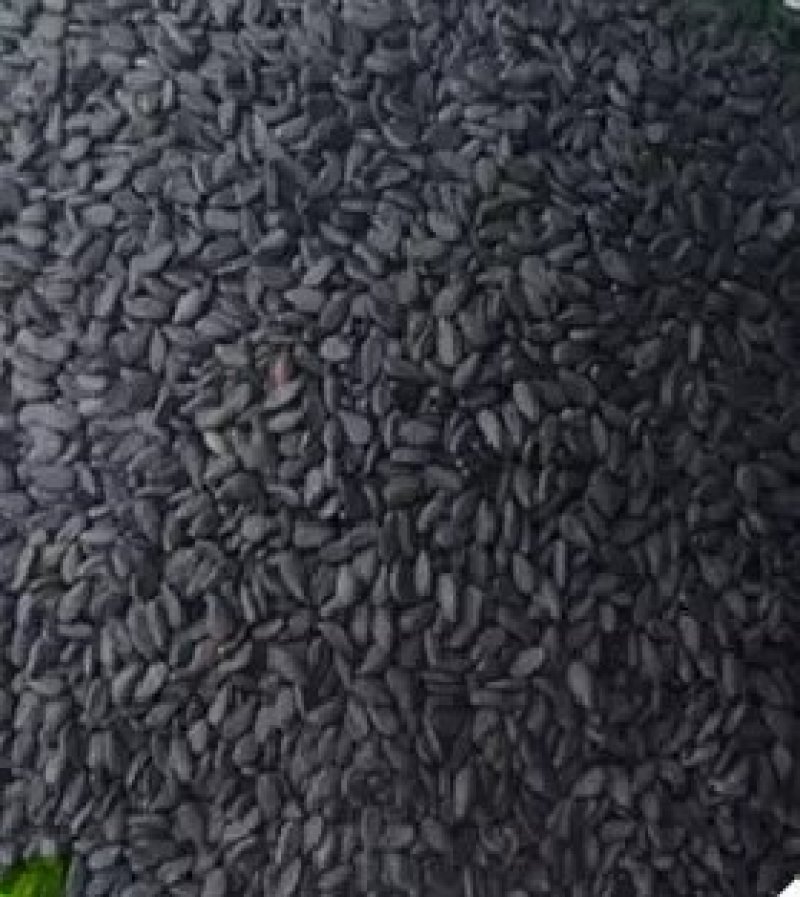 黑芝麻种子早熟高产优质庭院种植含油高黑发滋养大田用种黑胡