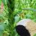 黑芝麻种子早熟高产优质庭院种植含油高黑发滋养大田用种黑胡