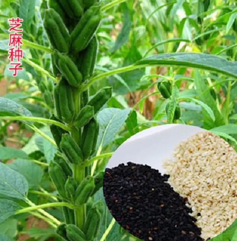黑芝麻种子早熟高产优质庭院种植含油高黑发滋养大田用种黑胡