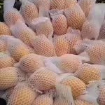 枇杷果