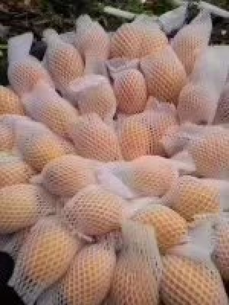 枇杷果