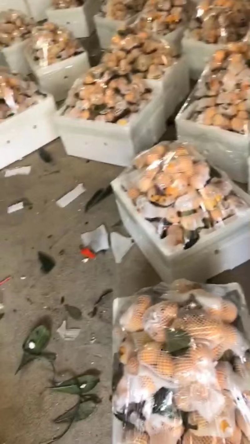 枇杷果