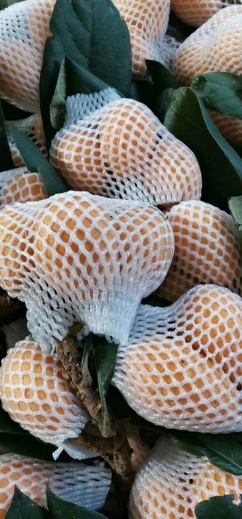枇杷果