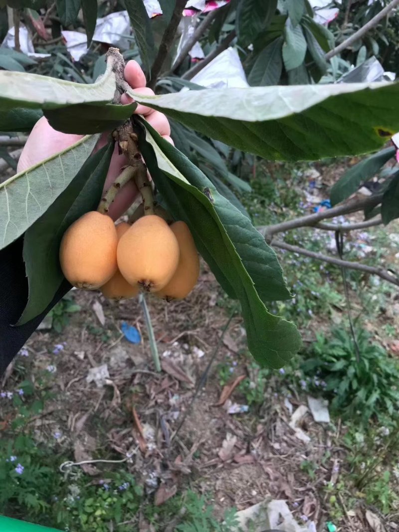 枇杷果