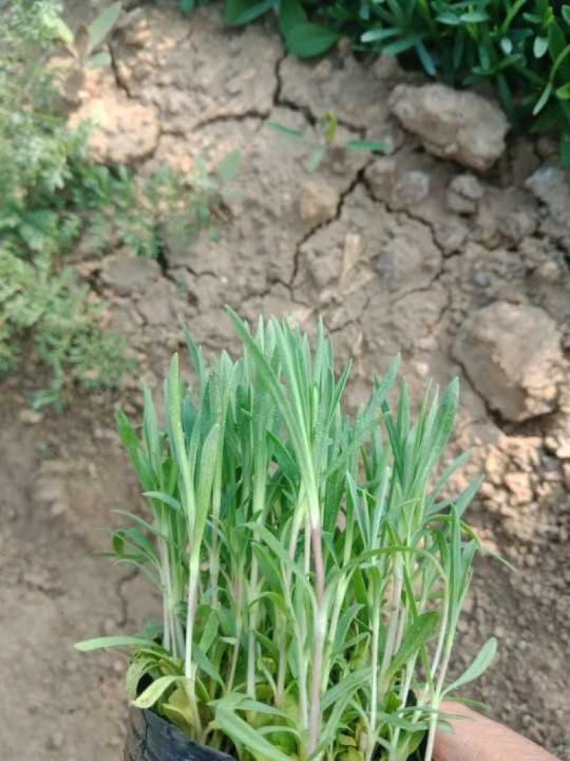 常年供应欧石竹物美价廉，量大从优支持视频看基地直发