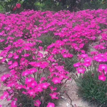 常年供应欧石竹物美价廉，量大从优支持视频看基地直发