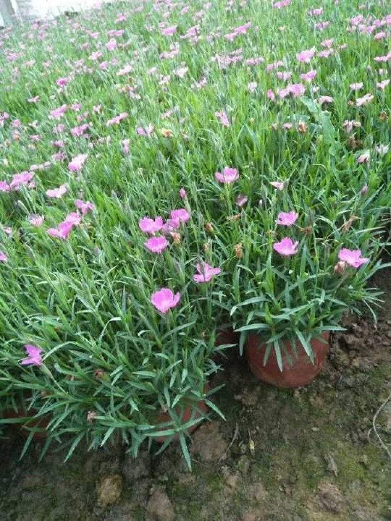 常年供应欧石竹物美价廉，量大从优支持视频看基地直发