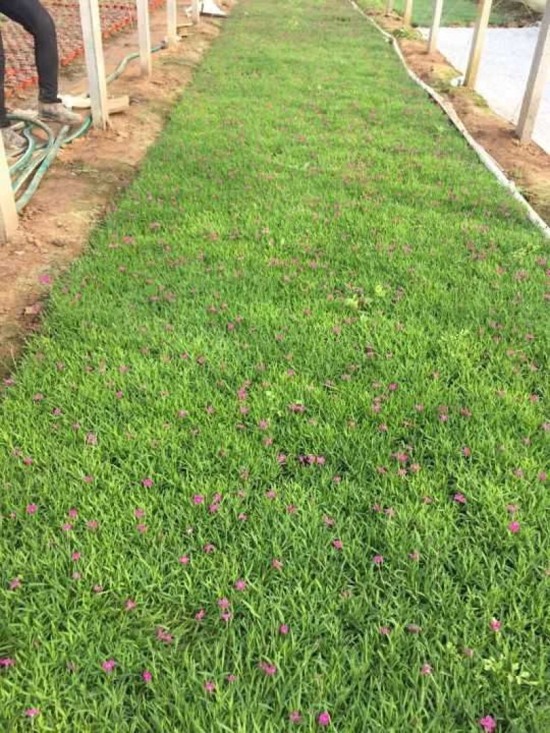 常年供应欧石竹物美价廉，量大从优支持视频看基地直发