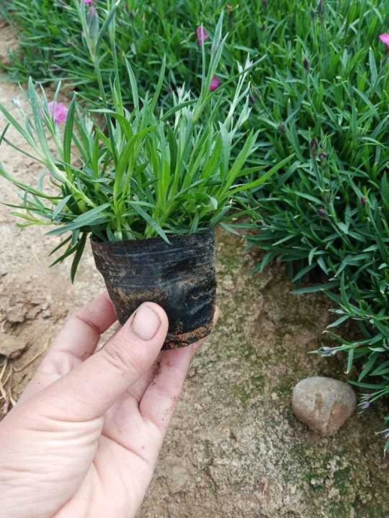 常年供应欧石竹物美价廉，量大从优支持视频看基地直发