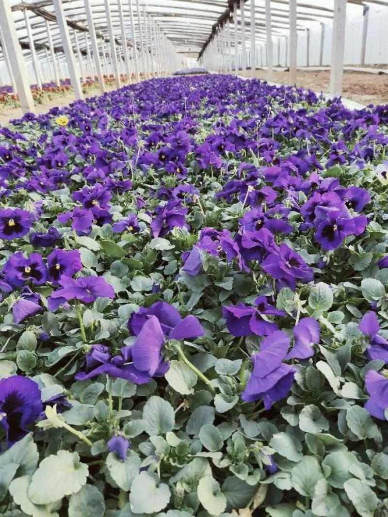 常年供应三色堇物美价廉，量大从优支持视频看基地直发