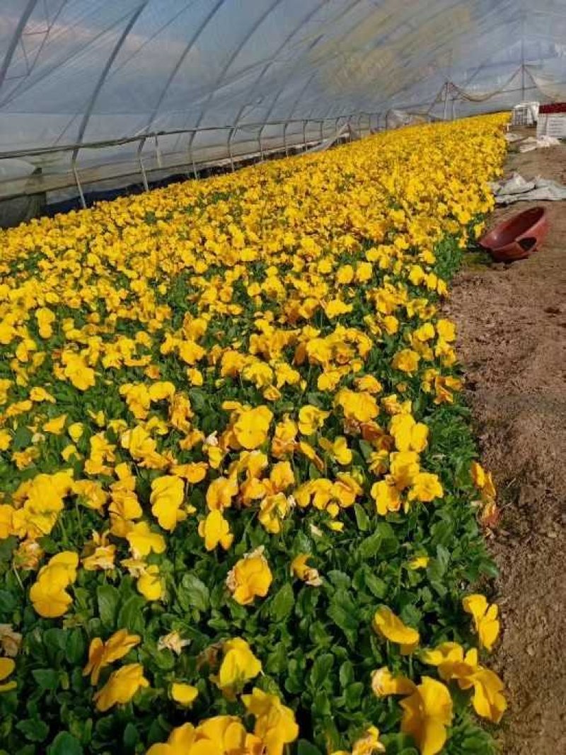常年供应三色堇物美价廉，量大从优支持视频看基地直发