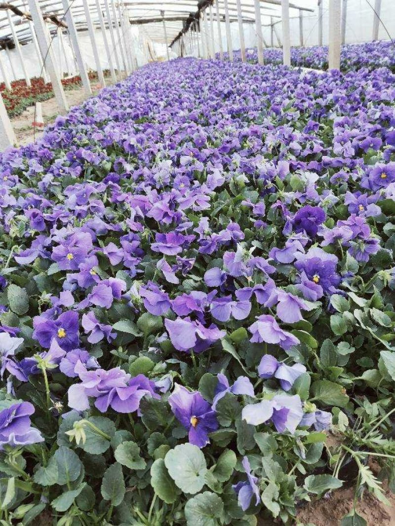 常年供应三色堇物美价廉，量大从优支持视频看基地直发