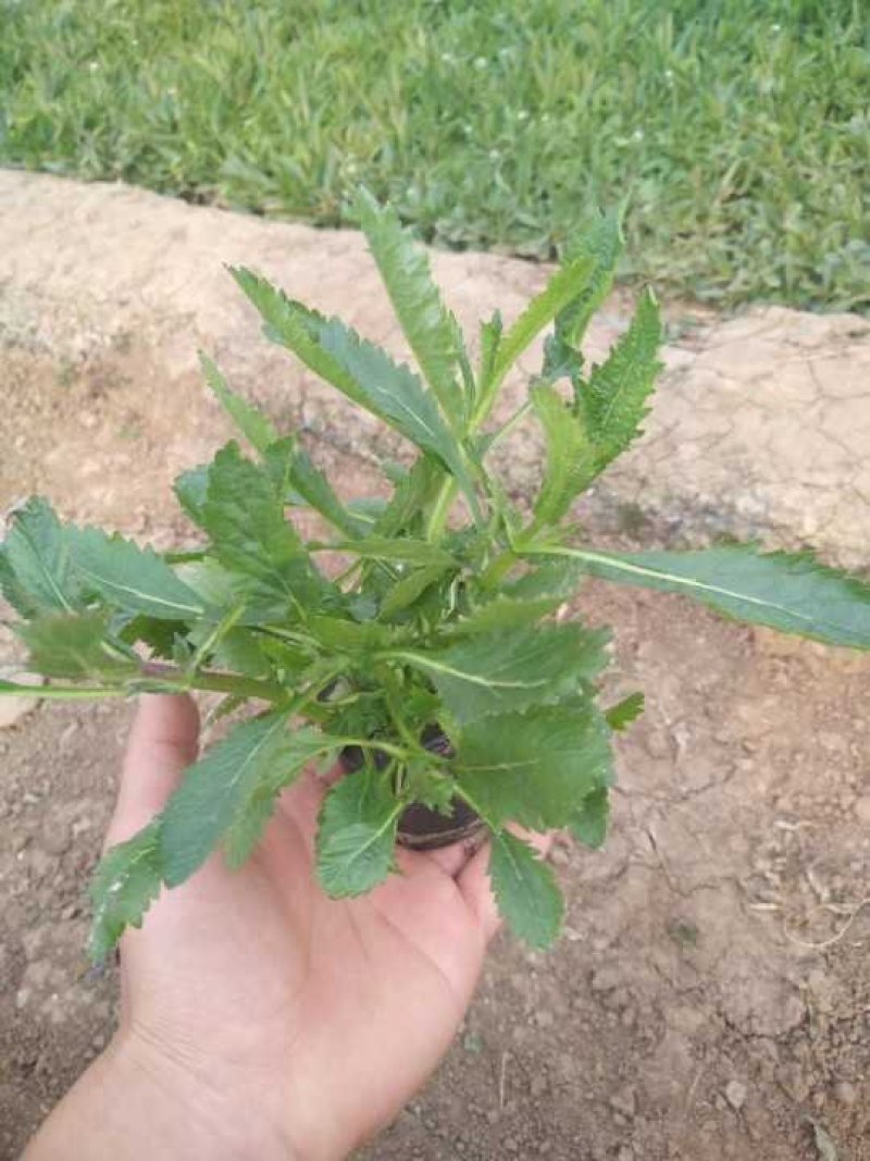 常年供应柳叶马鞭草物美价廉，量大从优支持视频看基地直发