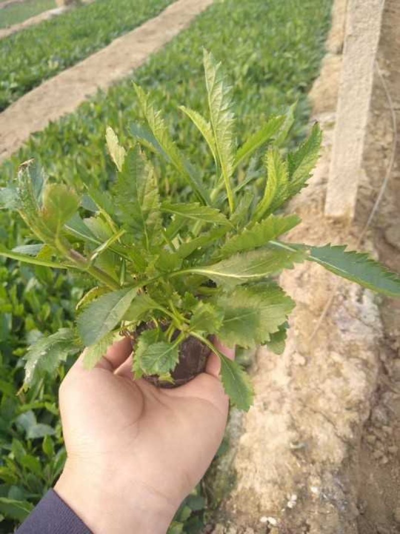 常年供应柳叶马鞭草物美价廉，量大从优支持视频看基地直发