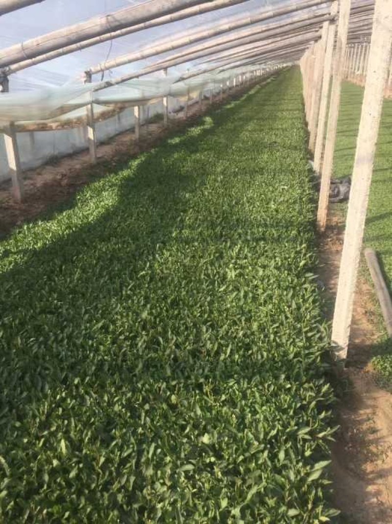 常年供应柳叶马鞭草物美价廉，量大从优支持视频看基地直发