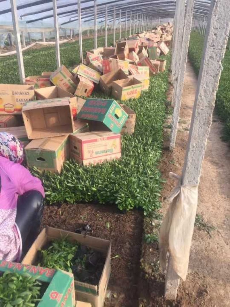 常年供应柳叶马鞭草物美价廉，量大从优支持视频看基地直发