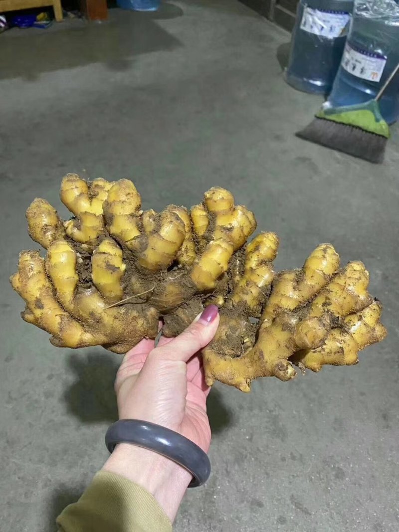 山东优质生姜主产地，大小黄姜，质量保证，坏烂包赔全国发货