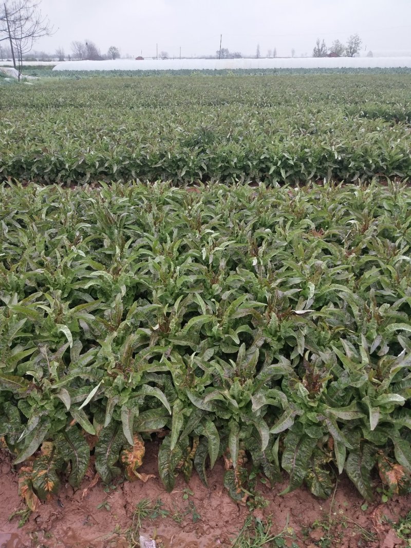 红叶香莴笋新野县蔬菜种植基地大量出货中，货源充足品